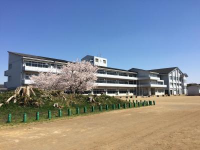 桜と校舎