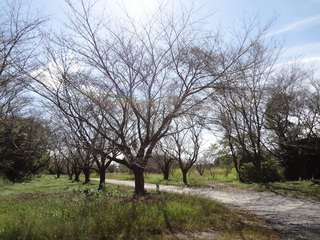 桜並木