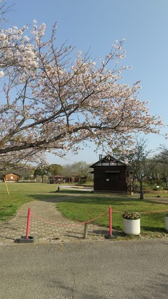 ふるさとふれあい公園サクラ