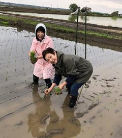 田植えをするるみちゃん